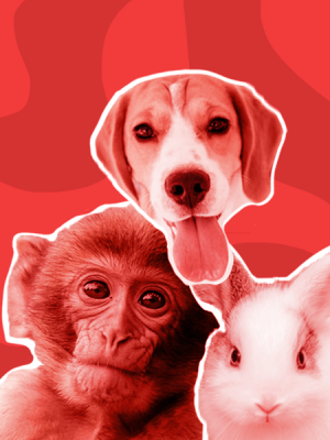 Cosmética Cruelty Free: ¿podemos confiar en las marcas?